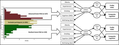 Health-related heterogeneity in brain aging and associations with longitudinal change in cognitive function